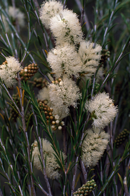 APII jpeg image of Melaleuca eleuterostachya  © contact APII