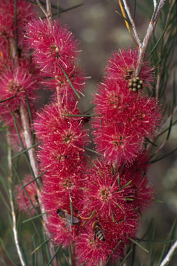 APII jpeg image of Melaleuca teretifolia 'georgiana molloy'  © contact APII