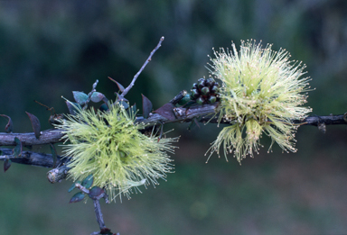 APII jpeg image of Melaleuca longistaminea  © contact APII