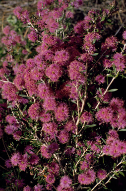 APII jpeg image of Melaleuca pentagona var. latifolia  © contact APII