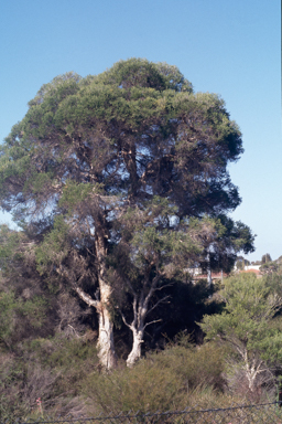 APII jpeg image of Melaleuca preissiana  © contact APII