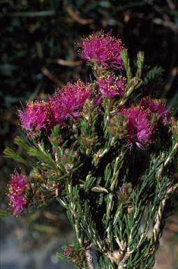 APII jpeg image of Melaleuca psammophila  © contact APII