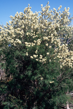 APII jpeg image of Melaleuca rhaphiophylla  © contact APII