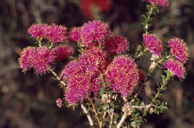 APII jpeg image of Melaleuca ryeae  © contact APII