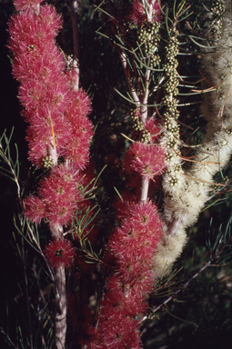 APII jpeg image of Melaleuca teretifolia  © contact APII