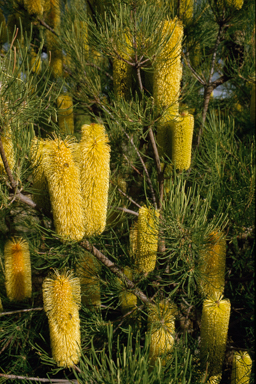 APII jpeg image of Banksia tricuspis  © contact APII