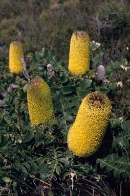 APII jpeg image of Banksia grandis  © contact APII