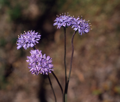 APII jpeg image of Brunonia australis  © contact APII