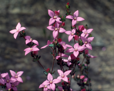 APII jpeg image of Boronia edwardsii  © contact APII