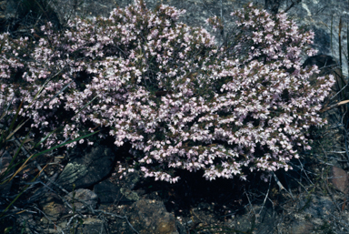 APII jpeg image of Boronia floribunda  © contact APII