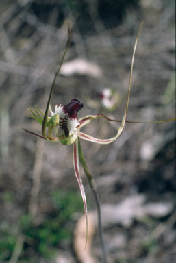 APII jpeg image of Caladenia  © contact APII