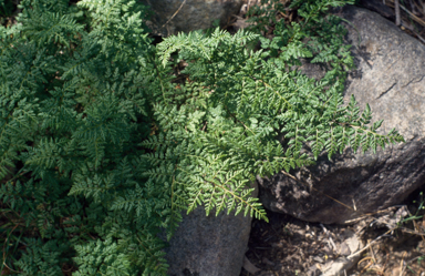 APII jpeg image of Cheilanthes austrotenuifolia  © contact APII