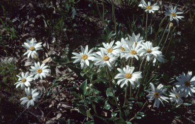 APII jpeg image of Olearia grandiflora  © contact APII