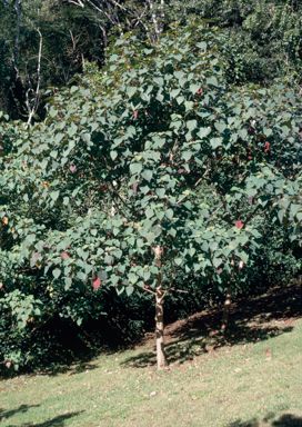 APII jpeg image of Homalanthus populifolius  © contact APII