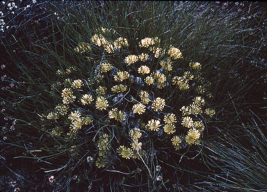 APII jpeg image of Petrophile longifolia  © contact APII