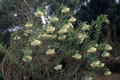 APII jpeg image of Pimelea macrostegia  © contact APII