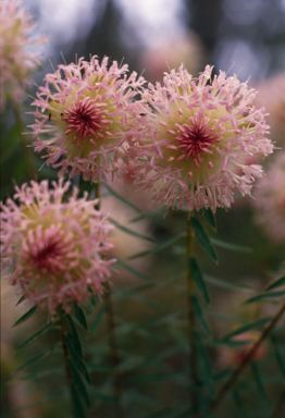 APII jpeg image of Pimelea spectabilis  © contact APII