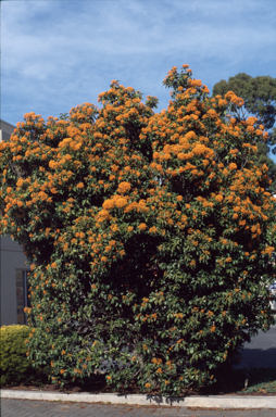 APII jpeg image of Auranticarpa rhombifolia  © contact APII