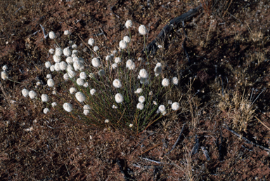 APII jpeg image of Ptilotus  © contact APII