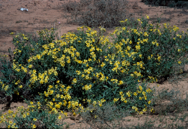 APII jpeg image of Senecio magnificus  © contact APII