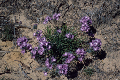 APII jpeg image of Thysanotus multiflorus  © contact APII