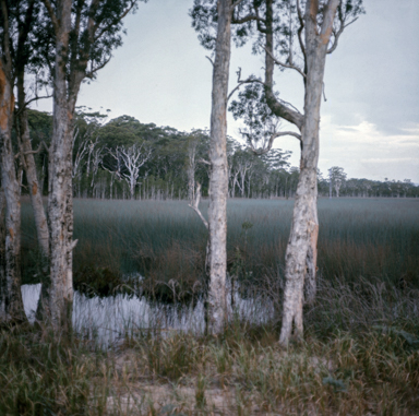 APII jpeg image of Melaleuca sp.  © contact APII