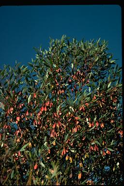 APII jpeg image of Eucalyptus forrestiana  © contact APII