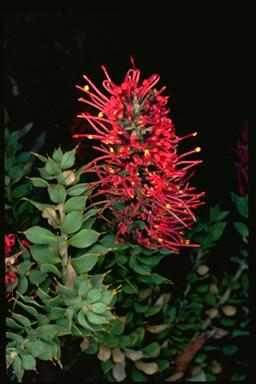 APII jpeg image of Hakea myrtoides  © contact APII