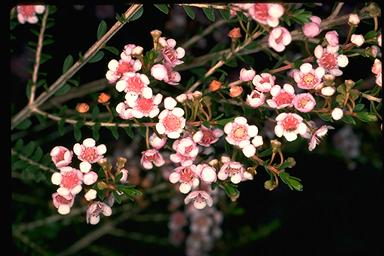 APII jpeg image of Thryptomene saxicola  © contact APII