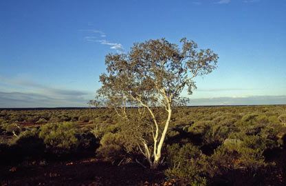 APII jpeg image of Corymbia ferriticola  © contact APII