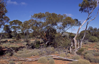 APII jpeg image of Eucalyptus articulata  © contact APII