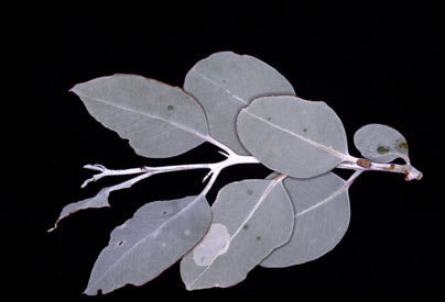 APII jpeg image of Eucalyptus canescens subsp. canescens  © contact APII