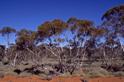 APII jpeg image of Eucalyptus sp. Great Victoria Desert (D.Nicolle & M.French DN 3877)  © contact APII