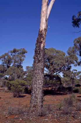 APII jpeg image of Eucalyptus clelandiorum  © contact APII