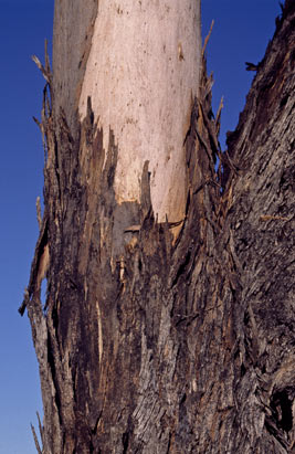 APII jpeg image of Eucalyptus clelandiorum  © contact APII