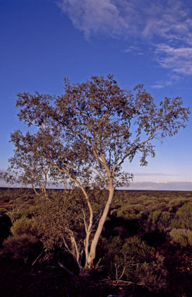 APII jpeg image of Corymbia ferriticola  © contact APII