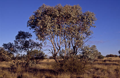 APII jpeg image of Eucalyptus gamophylla  © contact APII