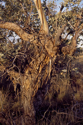 APII jpeg image of Eucalyptus gamophylla  © contact APII