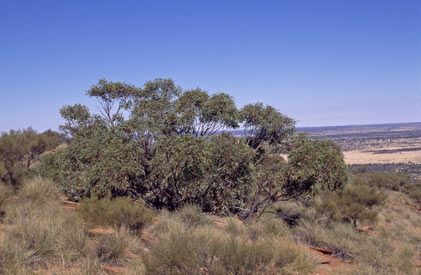 APII jpeg image of Eucalyptus gillenii  © contact APII