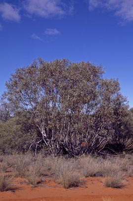 APII jpeg image of Eucalyptus leptopoda subsp. elevata  © contact APII