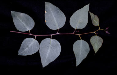 APII jpeg image of Eucalyptus loxophleba subsp. supralaevis  © contact APII