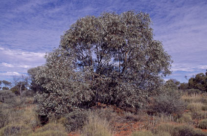 APII jpeg image of Eucalyptus lucasii  © contact APII