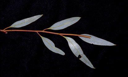 APII jpeg image of Eucalyptus mannensis subsp. mannensis  © contact APII