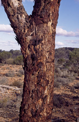 APII jpeg image of Eucalyptus nigrifunda  © contact APII