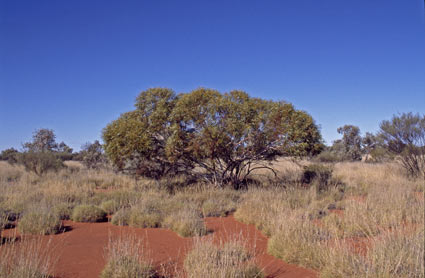 APII jpeg image of Eucalyptus rigidula  © contact APII