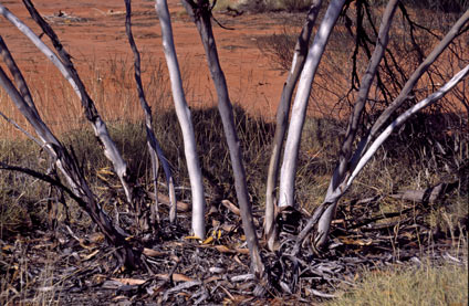 APII jpeg image of Eucalyptus rigidula  © contact APII