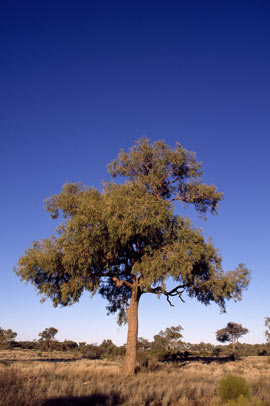 APII jpeg image of Corymbia terminalis  © contact APII