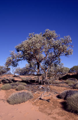 APII jpeg image of Eucalyptus vokesensis  © contact APII