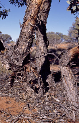 APII jpeg image of Eucalyptus vokesensis  © contact APII