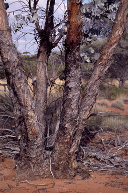 APII jpeg image of Eucalyptus wyolensis  © contact APII